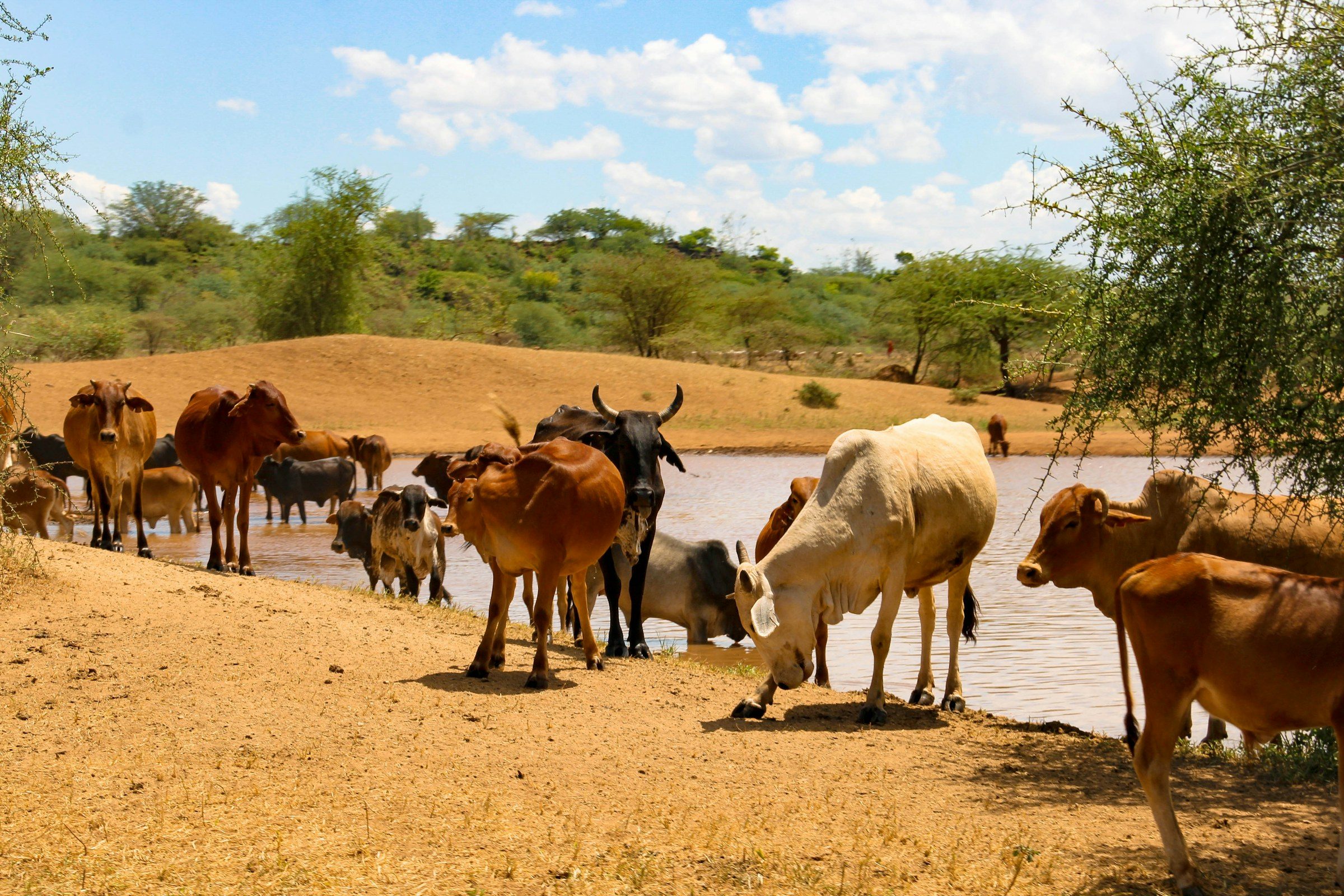 Cattle by a watering hole on the savanna