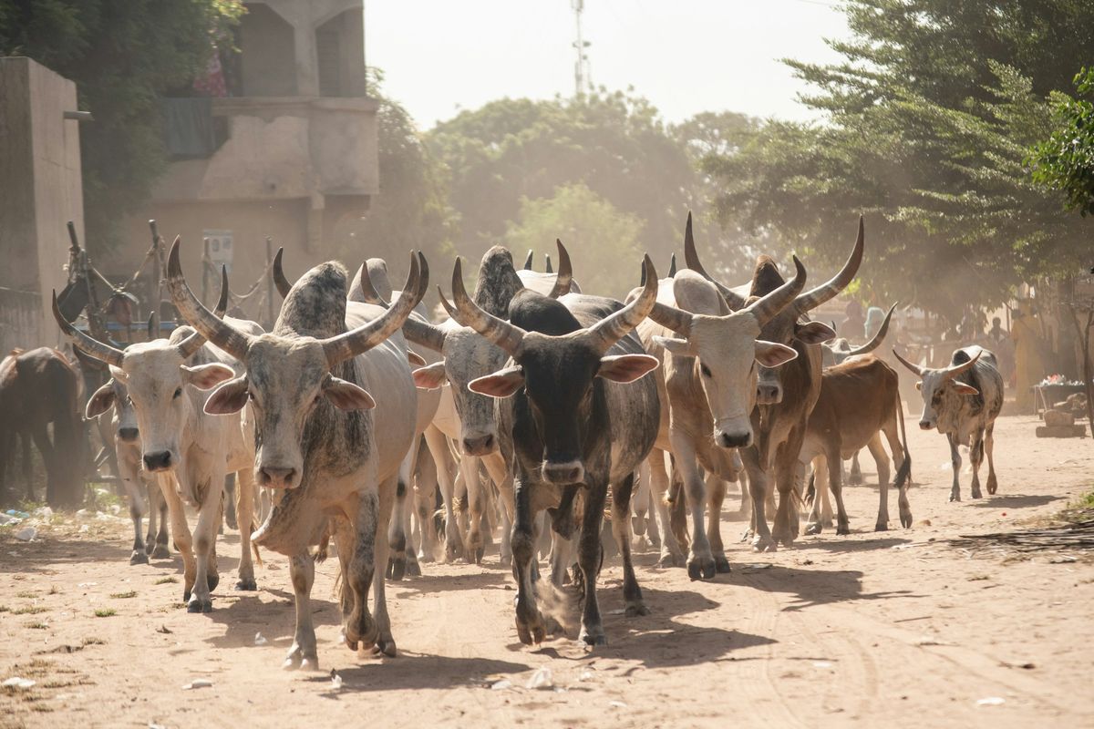 A herd of cattle on a dirt road