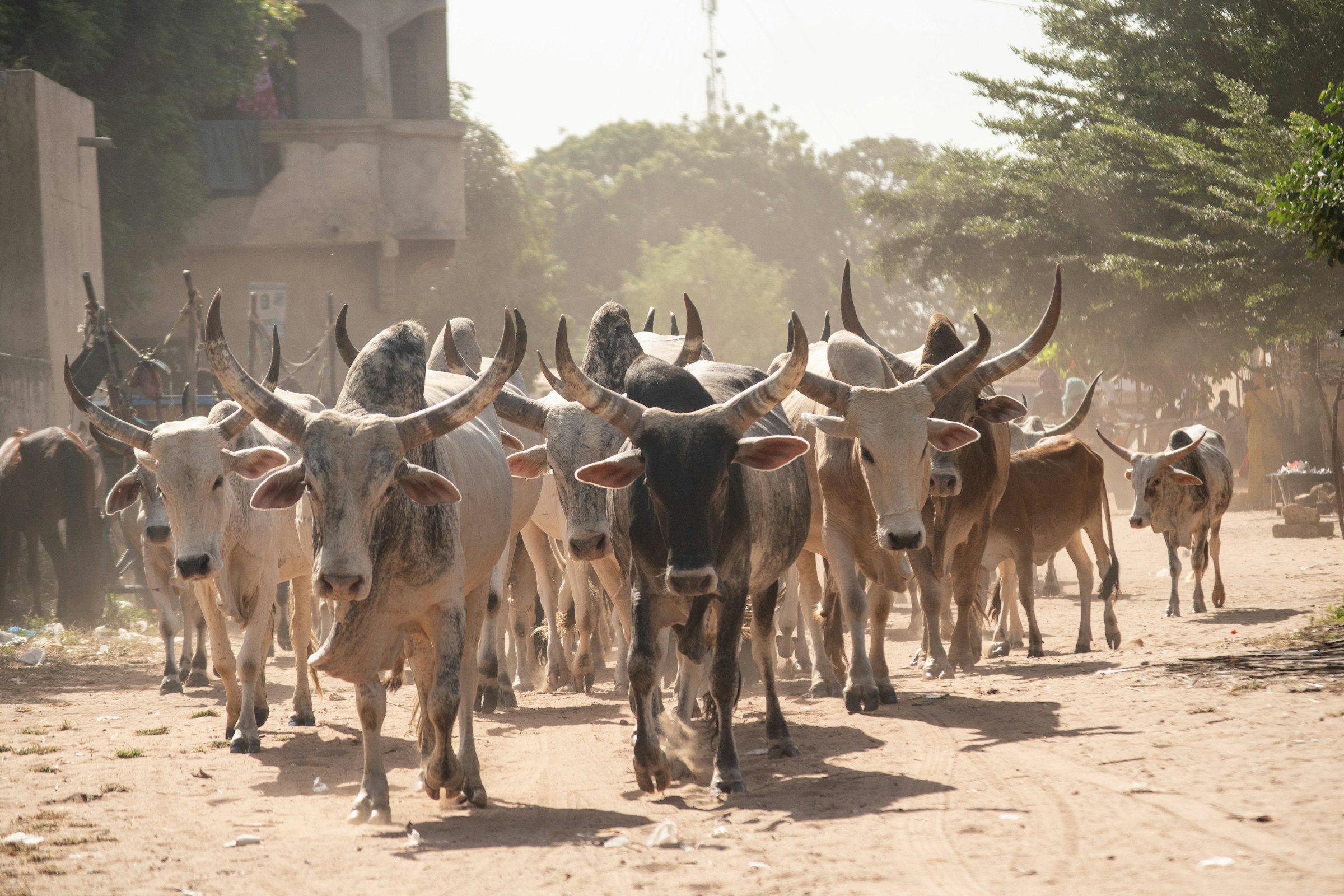 A herd of cattle on a dirt road